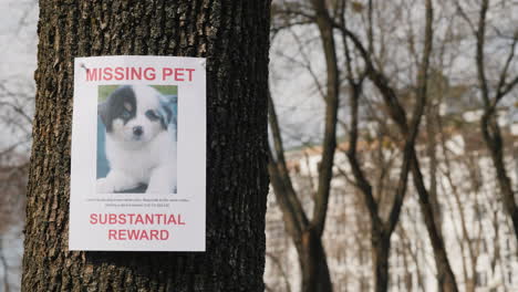 on the tree hangs the announcement of the missing puppy