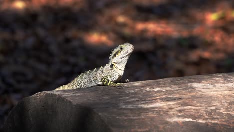 el dragón de agua salvaje australiano, intellagama lesueurii, fue avistado tomando el sol en un tronco contra el fondo borroso del bosque caducifolio en su hábitat natural con un vistazo de la luz solar que asoma a través de los follajes.