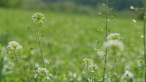 primer plano de hierbas típicas de campo moviéndose en el viento