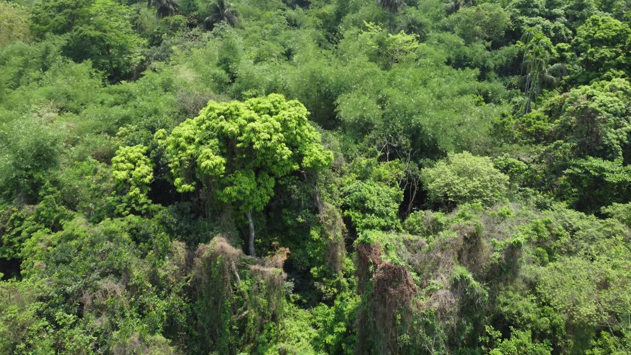vista aérea o superior del bosque verde profundo o la jungla