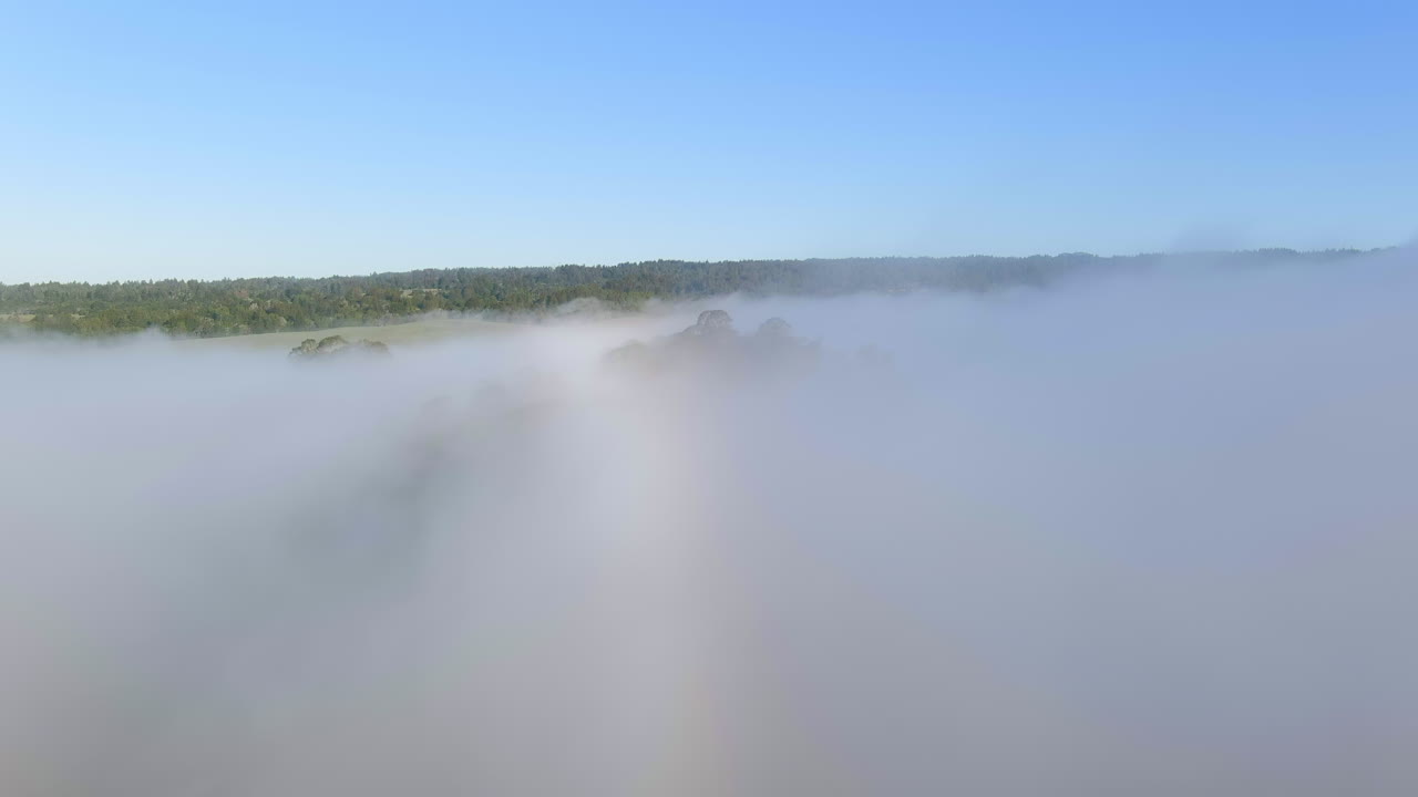 미국 캘리포니아주 산타크루즈의 화창한 아침에 유칼립투스 나무에 안개 구름