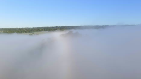 fog clouds on eucalyptus trees on a sunny morning in santa cruz, california, usa