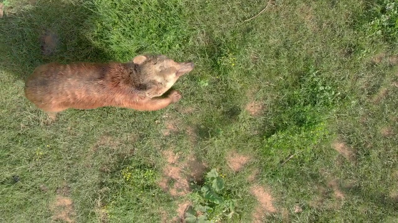 Vista aerea di un orso bruno che cammina attraverso un campo erboso