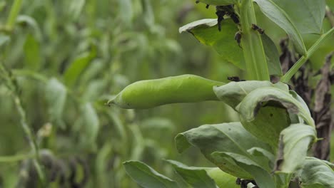 close-up shot of a green bean plant in a field, gently swaying in the wind