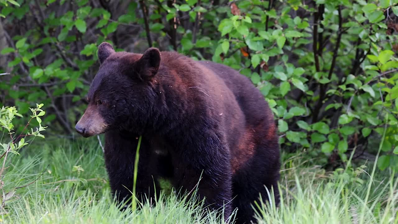 Un orso nero si aggira in un prato lussureggiante circondato da fogliame