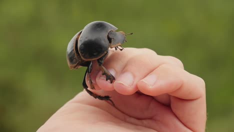 profile shot of a single flightless dung beetle slowly crawling over a person's hands