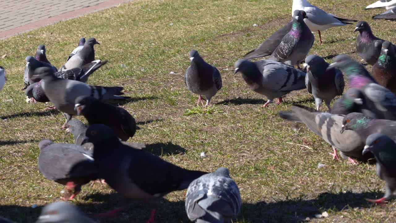 큰 무리의 비둘기와 갈매기들이 걷고 머리를 흔들며 먹이를 찾아 풀밭을 쪼아대고 있다