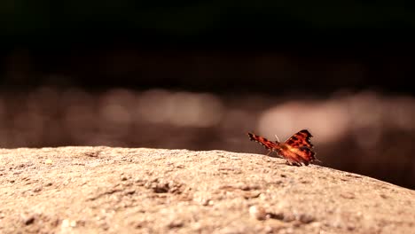 una hermosa mariposa abre sus alas