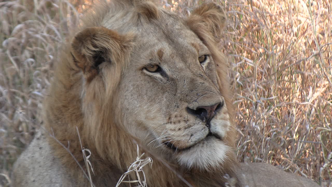 Close-up of a male lion's face as he watches something off camera