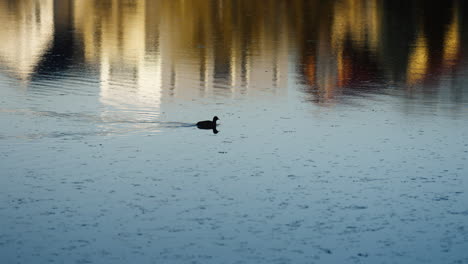 hand-held tracking shot of a small bird swimming alone through a small river