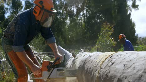 Lumberjacks-cutting-fallen-tree-in-the-forest-4k