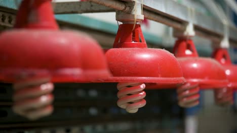 tight close-up of red lanterns hanging over empty stalls inside a closed wet market in hong kong. the lanterns, a familiar symbol of tradition, stand out against the shuttered, quiet backdrop.