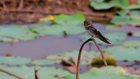 a small fast moving bird which is found almost everywhere in the world, most of the time flying around to catch some small insects