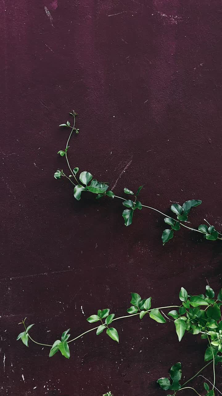 vides verdes en una pared de color púrpura oscuro