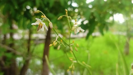 Weiße-Blumen,-Die-Vom-Wind-Auf-Einem-Verschwommenen-Hintergrund-Verweht-Werden