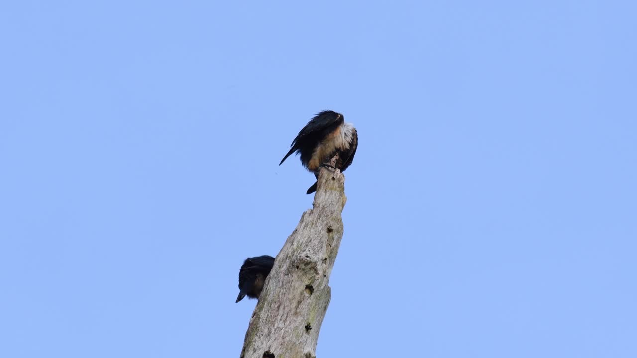 falconet de muslo negro, microhierax fringillarius, parque nacional kaeng krachan, tailandia