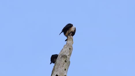 black-thighed falconet, microhierax fringillarius, kaeng krachan national park, thailand