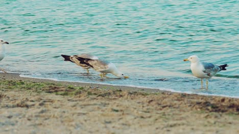 four adult seagulls are walking in the water along the seashore and drinking water in the summer. slow motion