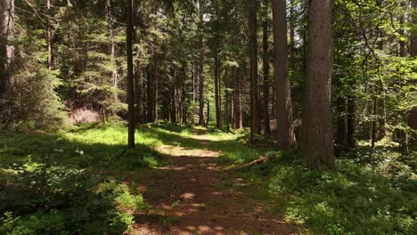 lush green forest trail with sunlight near seerenbachfälle switzerland