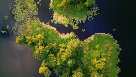fly over a lone green island floating in deep blue water, top shot texture with yellow water lilies growing across river and a bird flying across the land