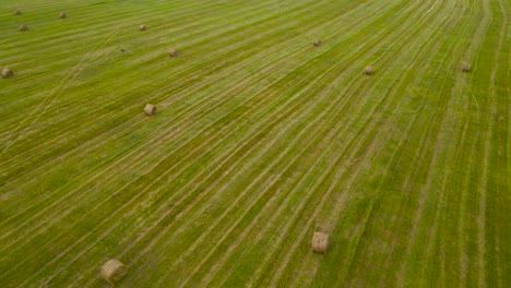 Aerial drone footage flying over freshly made silage hay or wheat hay bale rolls left on a grassy green farm agricultural field at a cloudy day