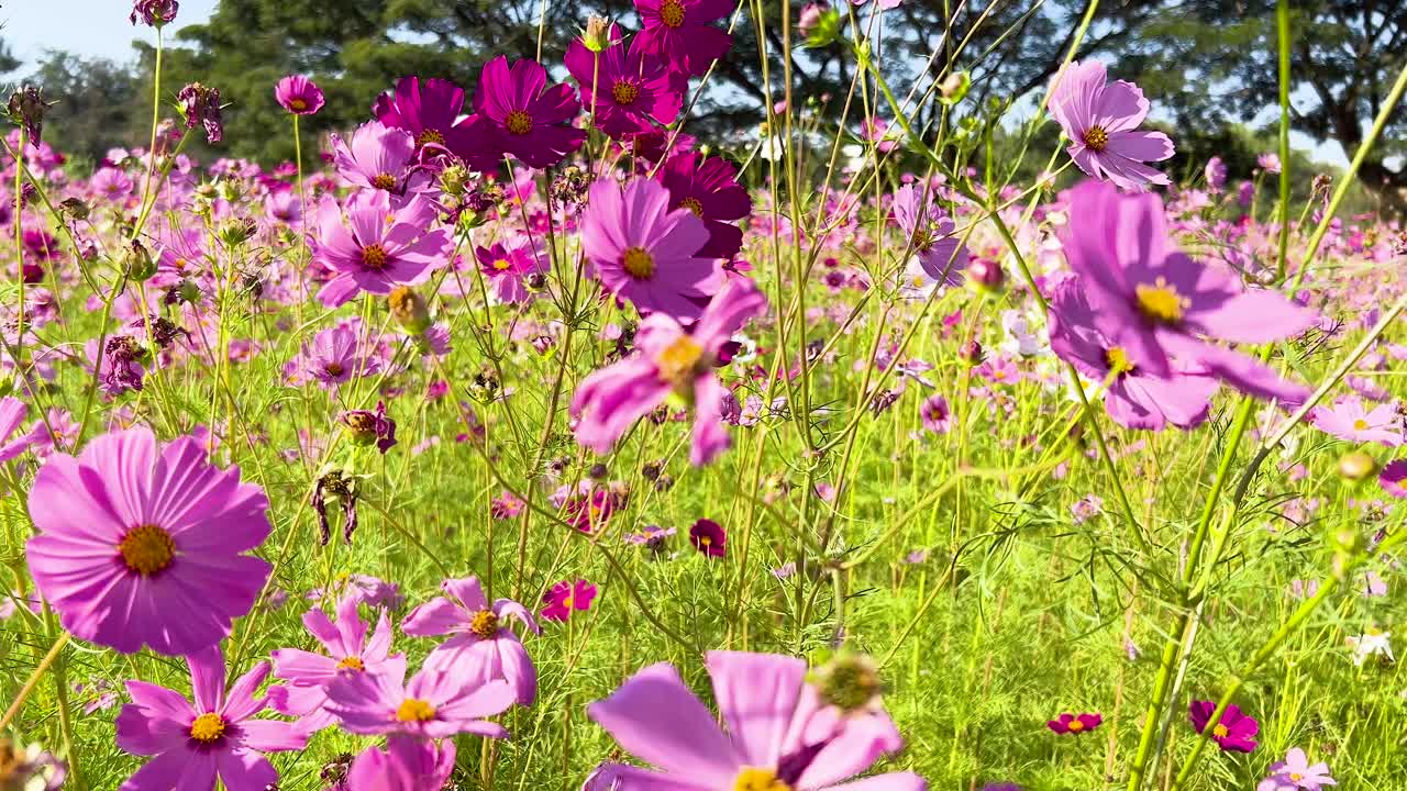 そよ風に揺れる色とりどりのコスモスの花