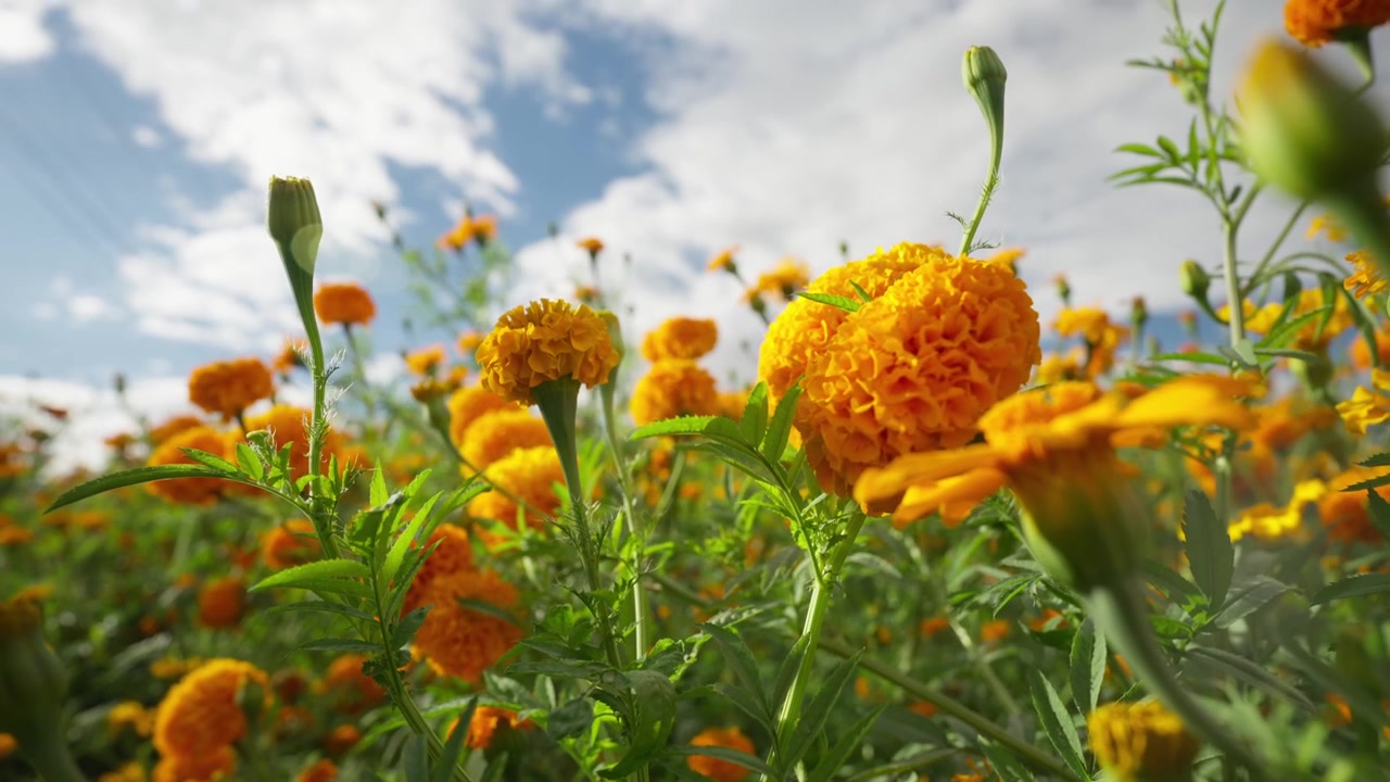 SLOW MOTION: FIORE DI CALENDULA AFRICANA IN UNA GIORNATA DI SOLE IN MICHOACÁN