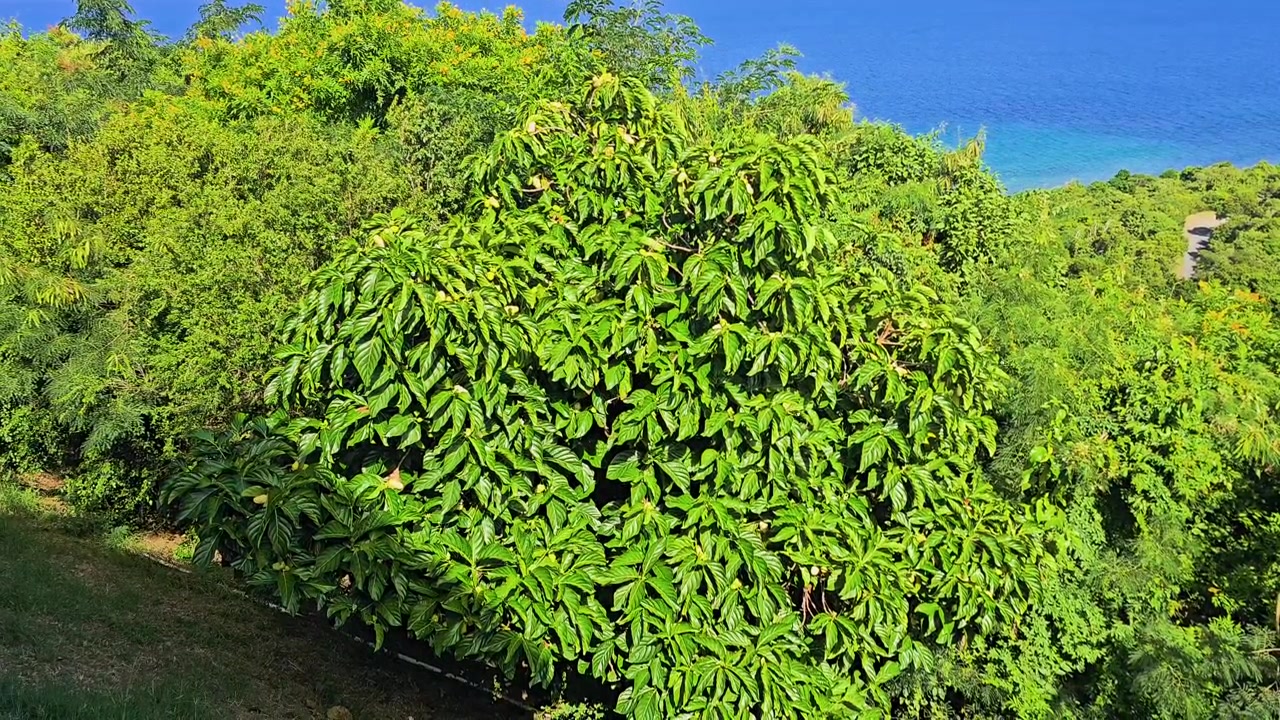 Farfalle tropicali che volano sopra un fogliame verde lucido vicino alla costa, con fitte piante della giungla, foglie illuminate dal sole, mare turchese e un luminoso paesaggio insulare in una tranquilla vista esterna
