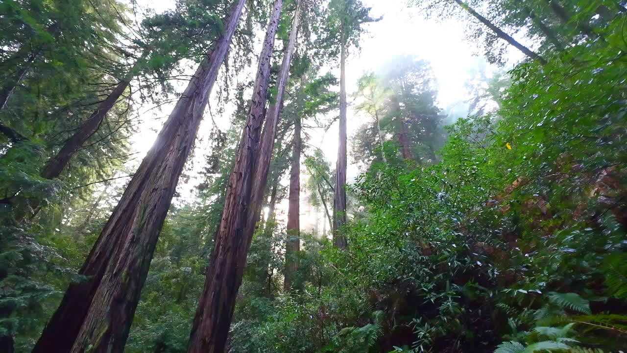 A tilting shot provides a good view of the enormous redwood trees in Muir Woods Park