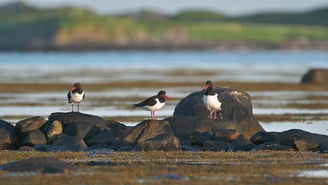 three eurasian oystercatchers on rocks by the sea
