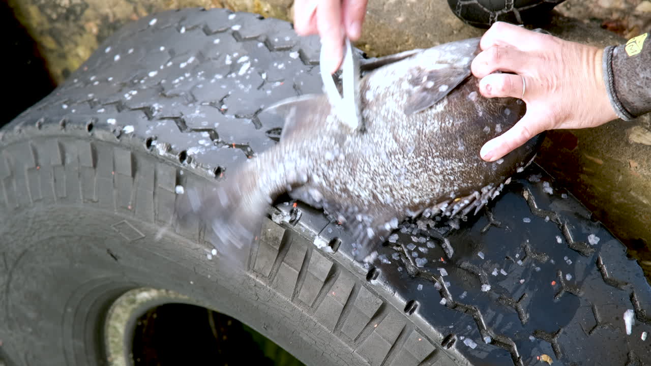Galjoen black bream being scaled on tyre at harbour, closeup