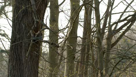 A-furry-little-squirrel-taking-is-climbing-the-trees-in-the-park