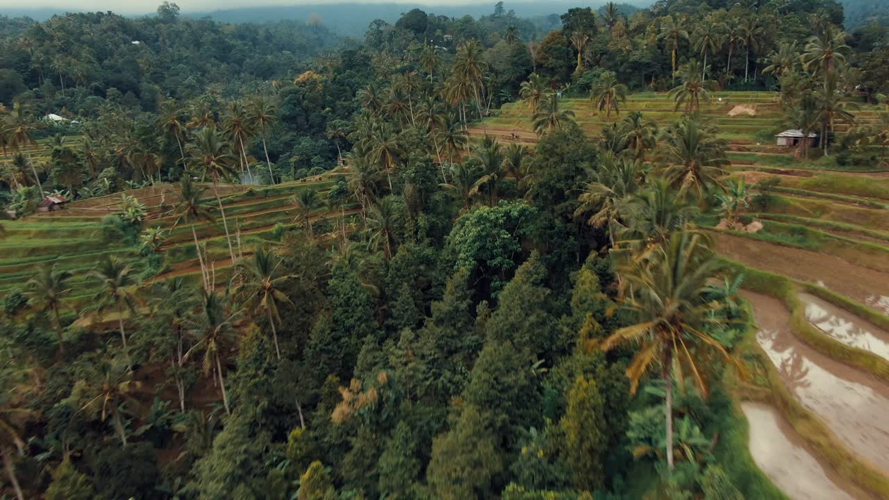 terraza de campos de arroz de bali y palmeras en las montañas