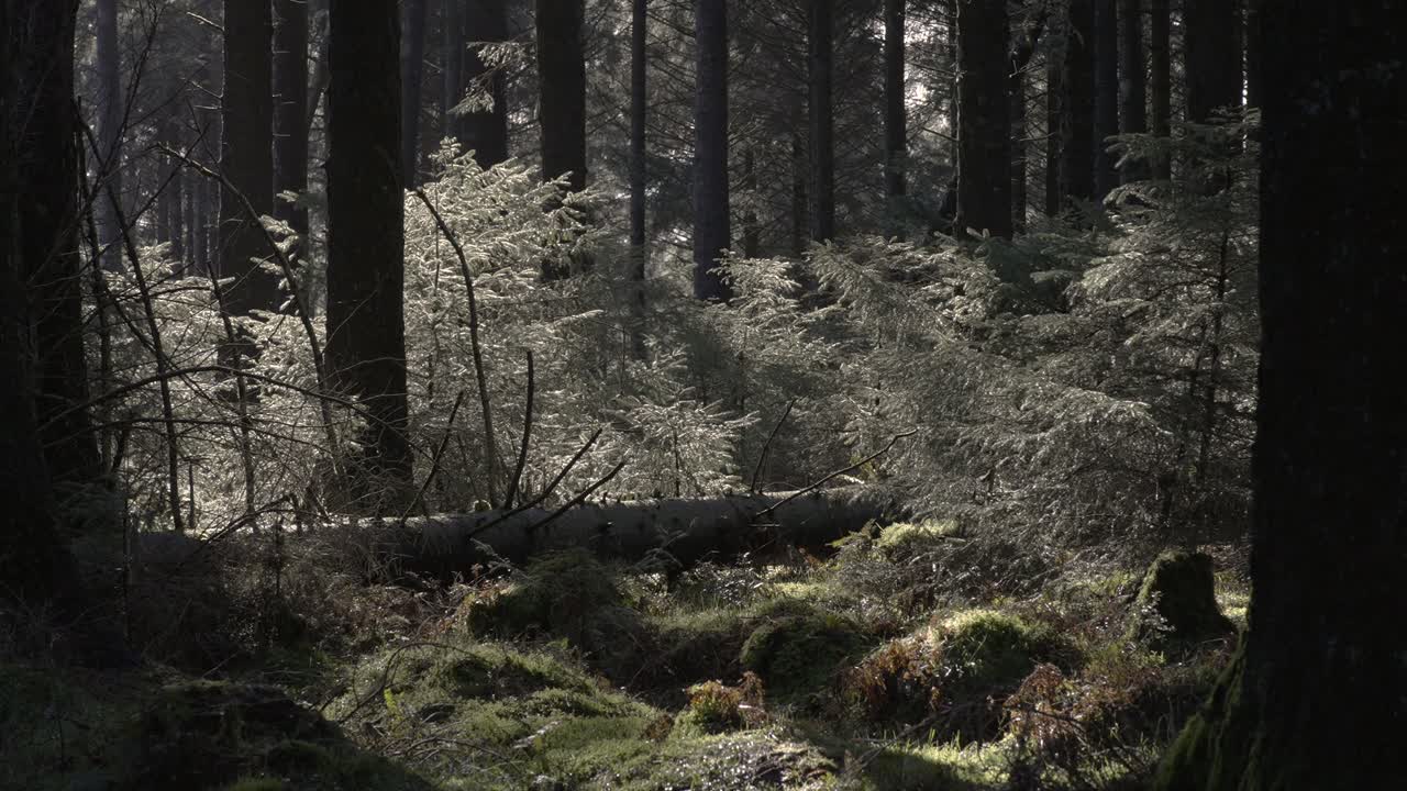 árbol caído en el bosque soleado 4k