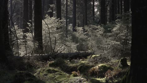 fallen tree in sunny forest 4k