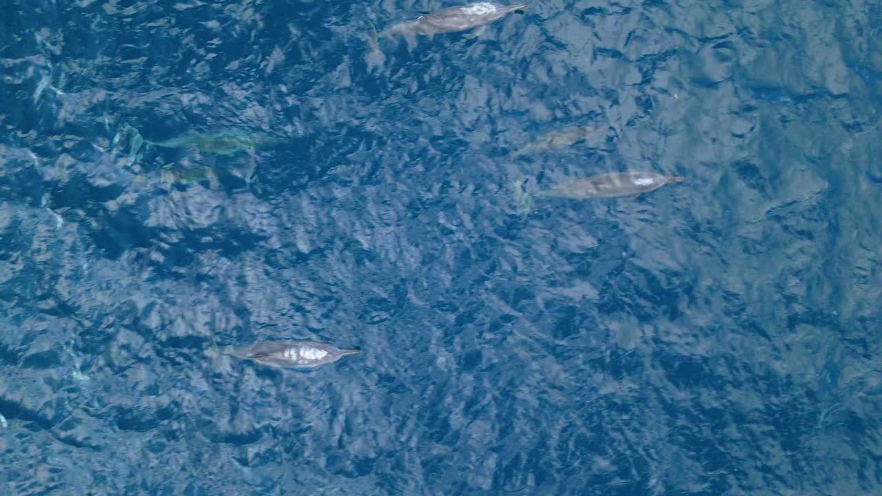 드론은 반이는 물에서 수영하는 아이들과 함께 표면으로 떠오르는 돌고래 가족의 을 따라갑니다.