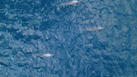 el avión no tripulado sigue a una familia de delfines que surgen con niños nadando en aguas brillantes.