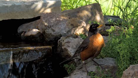 An-American-robin-standing-on-a-rock-by-a-small-stream