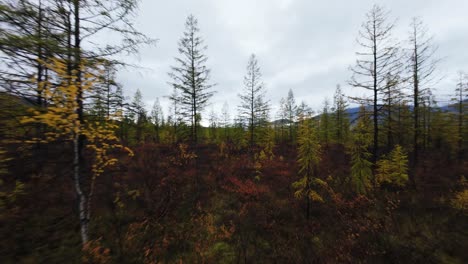 a captivating journey unfolds as the drone glides over the stunning forests of yakutia, revealing vibrant autumn colors amidst the trees