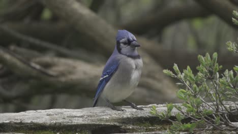 closeup shot of a blue jay checking its surroundings in slow motion