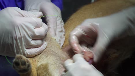 primer plano de veterinarios que realizan cirugía de esterilización en un perro macho