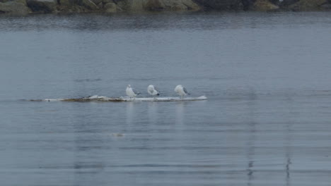 wide shot of seagulls floating on a sheet of ice while it snows, at mouth of saco river in maine. clip b