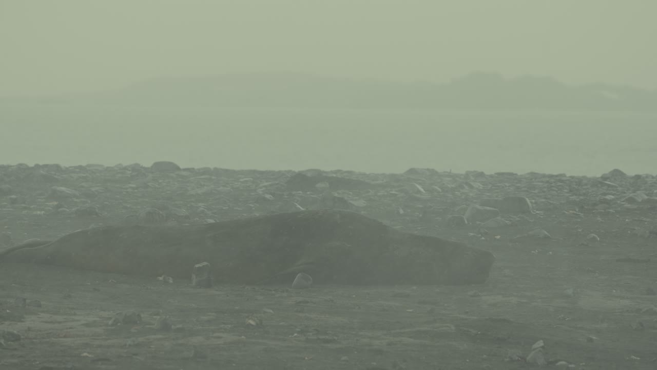 Massive elephant seal lies almost invisible against dark rocky shore at Point Wild, Elephant Island, its huge body merging with wet rocks through thick swirling Antarctic mist