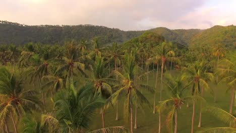 Flying-Over-Palm-Trees-Indonesia