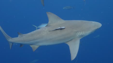 la belleza del tiburón toro slomo nadando perfil lateral