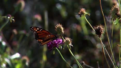 una mariposa monarca descansa sobre una hoja de una planta 2019