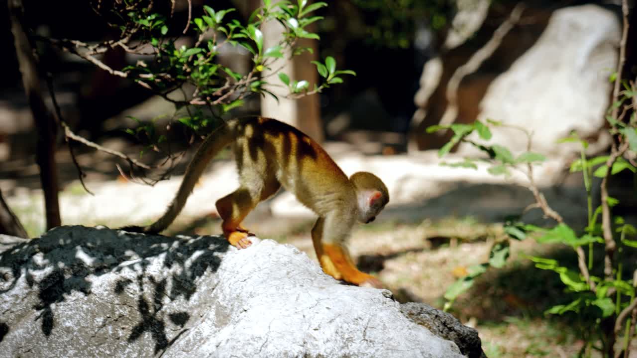 Close-Up of Squirrel Monkeys in a Tropical Rainforest Jungle