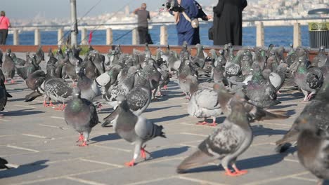 palomas en un paseo marítimo en estambul