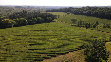 Green-tea-field-in-Misiones,-Argentina