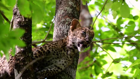 Der-Indochinesische-Leopard-Ist-Eine-Gefährdete-Art-Und-Eine-Der-Großen-Katzen-Thailands